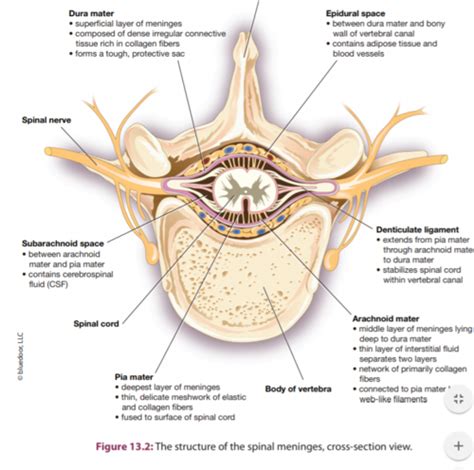 Exercise 13 Spinal Cord And Spinal Nerve Anatomy Flashcards Quizlet