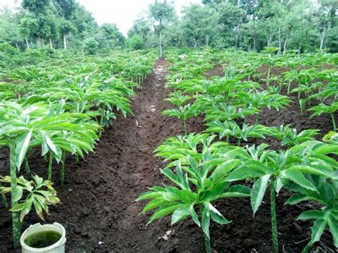 Porang Taksonomi Habitat Morfologi Gizi Manfaat Harga Budidaya