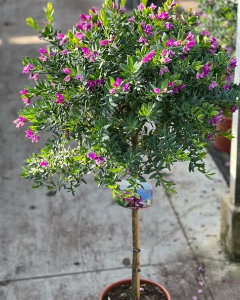 Polygala Myrtifolia Op Stam Dorleyplants Be