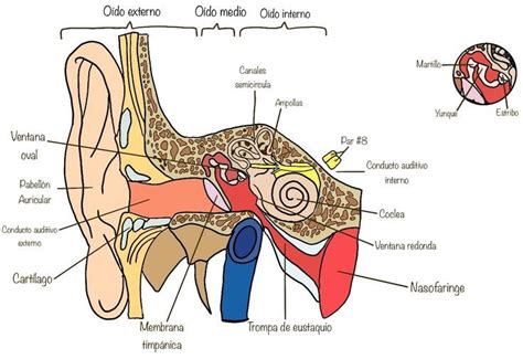 Medical School Migraine Medicine Middle Ear Human Anatomy