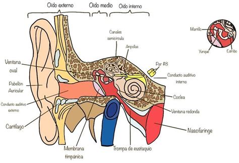 Anatomía del oído Imagenes del oido Sentido del oido Oido humano