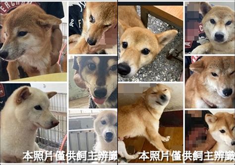 南屯收容所暴增35隻「待認養柴犬」遭疑犬舍棄養 動保處回應了 Ettoday寵物雲 Ettoday新聞雲