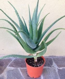 Come Riconoscere Laloe Arborescens Erbe Di Mauro