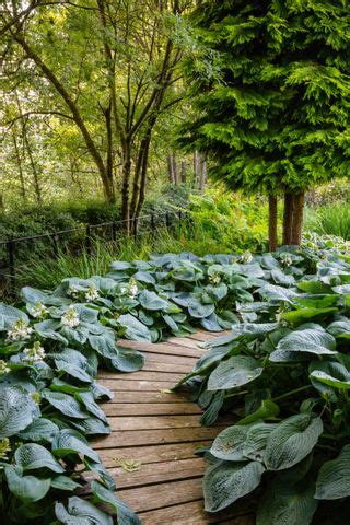 Woodland garden ideas: give your yard a leafy canopy | Homes & Gardens