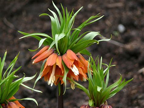 Bunter Frühling 2 Kaiserkrone Frittilaria Imperialis Foto And Bild