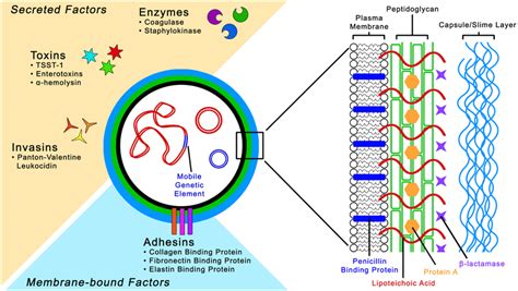 Staphylococcus aureus cell structure and pathogenic... | Download ...