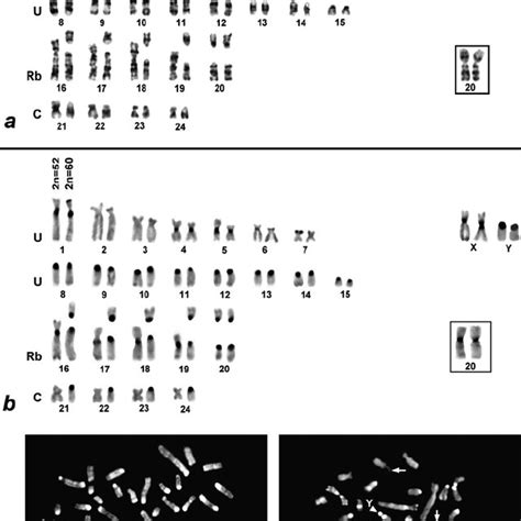 A B Haploid Sets Of G Banded A And C Banded B Chromosomes