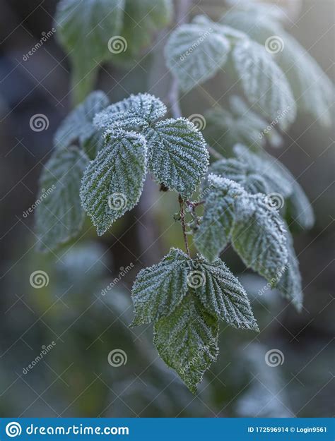 Frozen Burdock Plant Stock Photo Image Of Frost Background 172596914