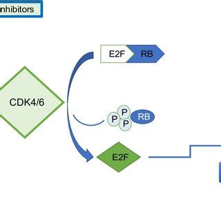 CDK4/6 inhibitors mechanism of action | Download Scientific Diagram