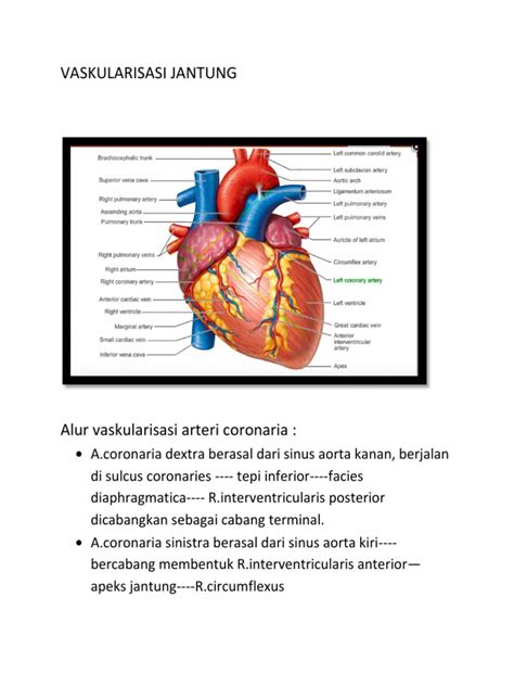 Vaskularisasi Jantung Pdf