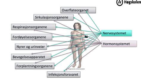 Det Endokrine Systemet Flashcards Quizlet