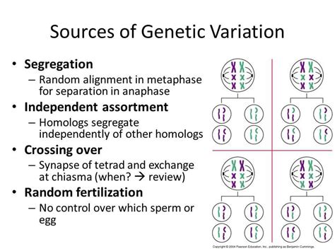 The Importance of Genetic Variation Unit Test in Understanding Evolution