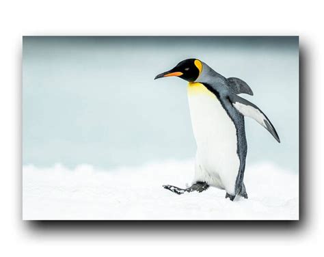 Koningspinguïn in de sneeuw Penguin lopen Wild Penguin Antarctica