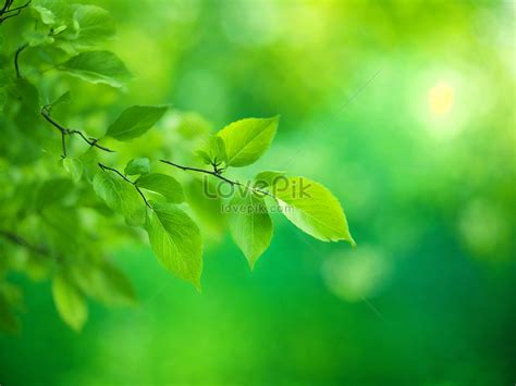 Sunny Images, HD Pictures For Free Vectors Download - Lovepik.com