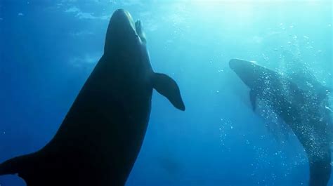 Blue Planet Ii One Ocean The Deep Movie Trailer Star Cast