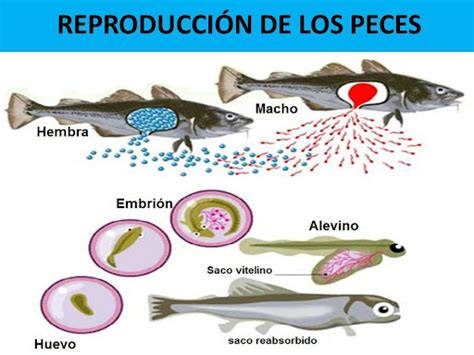 Proceso De Fecundacion De Peces