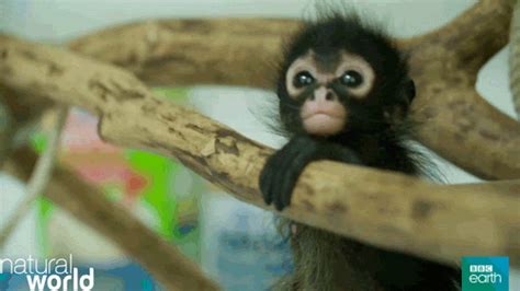 Monkey GIFs - Find & Share on GIPHY