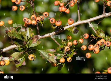 Yellow Berried Variant Of The Uk Native Hawthorn Crataegus Monogyna