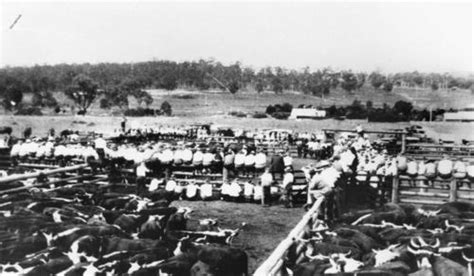 Cannon Hill Saleyards And Holding Pens Mapping Brisbane History