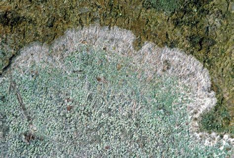 Consortium Of Lichen Herbaria Phlyctis Argena