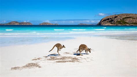 O Plaja Din Australia Unde Alearga Cangurii Pe Primul Loc In Topul