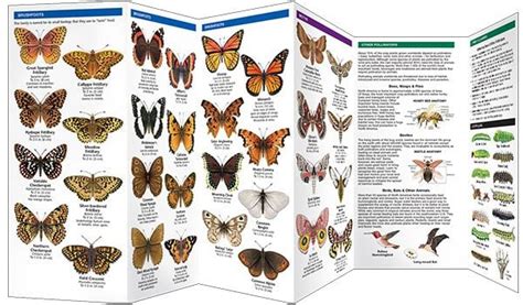 Rocky Mountain Butterflies And Pollinators Pocket Naturalist® Guide