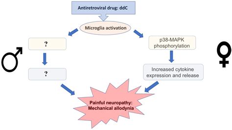 Biomedicines Free Full Text Sex Differences In The Expression Of Neuroimmune Molecules In