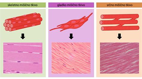 Predmet Biologija 8r Ploščica Gibala Arnes Učilnice