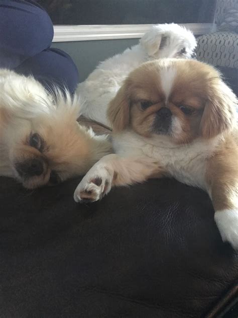 Pin By J San On Charli The Pekingese Puppy Baby Cute Funny Animals