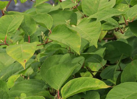 How To Identify Japanese Knotweed In Autumn Growing Habbits