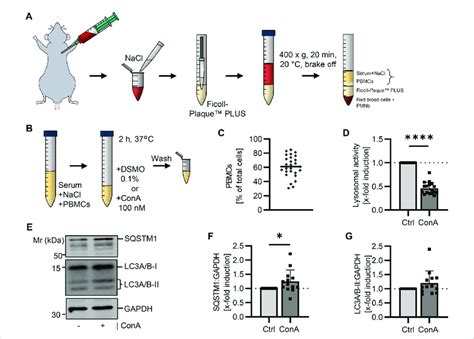 Determination Of The Autophagic Flux In Isolated Murine PBMCs Using A