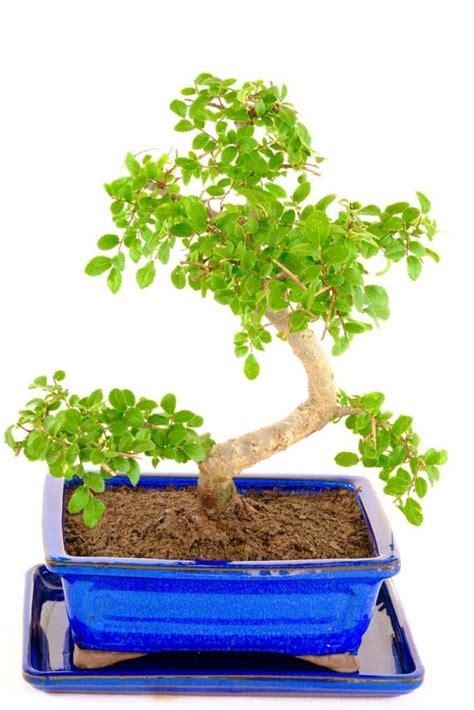 Spectacular Chinese Elm Indoor Bonsai with Artistic Design UK