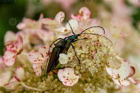 Musk Beetle On Hydrangea 4773583 Stock Photo At Vecteezy