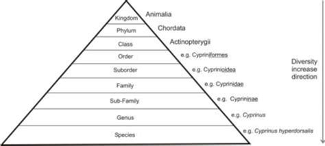 Figure 1 from A Review of Fish Taxonomy Conventions and Species ...