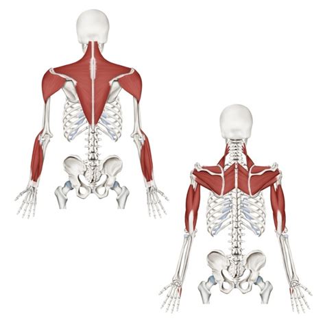 arm  images stock   objects vectors