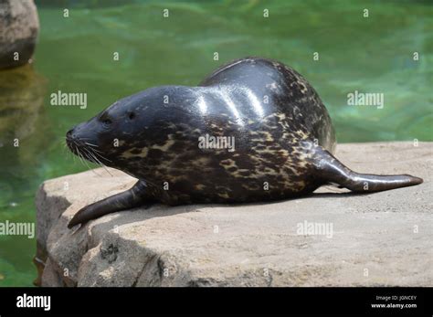 Versiegeln Auf Flossen Fotos Und Bildmaterial In Hoher Aufl Sung Alamy