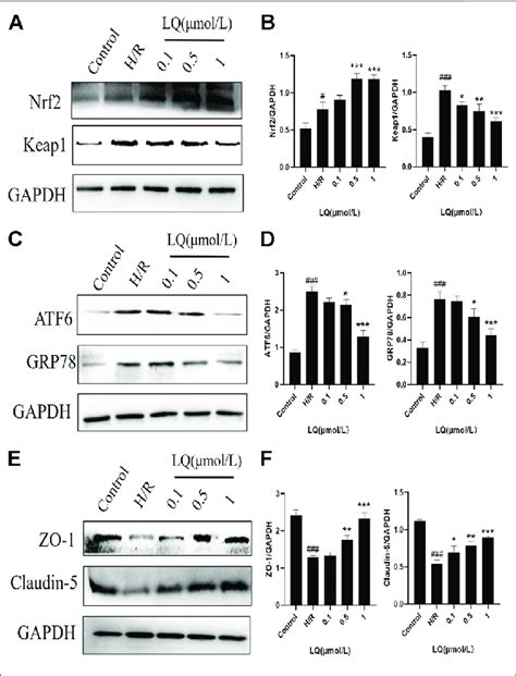 Lq Regulations Oxidative Stress And Er Stress Pathway Proteins And