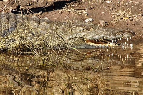 Krokodil Echse Reptil Kostenloses Foto Auf Pixabay Pixabay