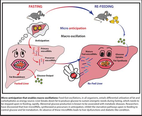 Micro-control of liver metabolism