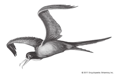 Frigate Bird Drawing