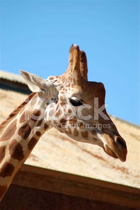 Giraffe Head Closeup Stock Photo | Royalty-Free | FreeImages