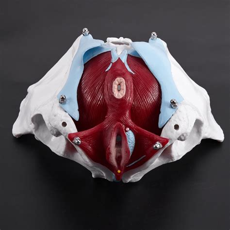 3xfemale Pelvis And Reproductive Organs Model Female Bladder Pelvic