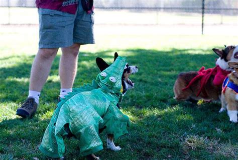 The Only Cute Corgi Halloween Costume Post (90 pics) - Izismile.com