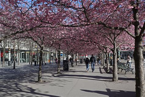 Cherry blossom in Kungsträdgården Stockholm Sweden Flickr