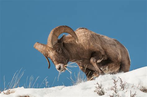 Bighorn Ram Sean Crane Photography
