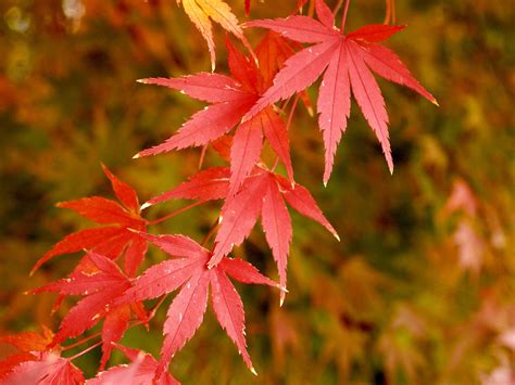 Japanese Maple Close Up This Is The Close Up Of Very Red Flickr