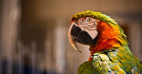 Orange and White Parrot · Free Stock Photo