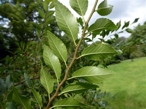 Ulmus Parvifolia Leaf