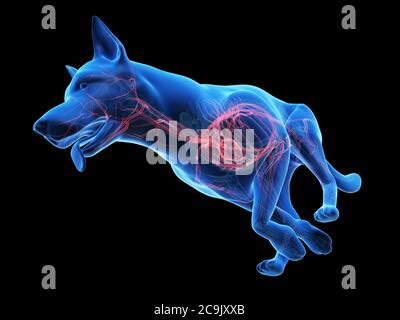 Coeur De Chien Anatomie De L Appareil Circulatoire Photo Stock Alamy