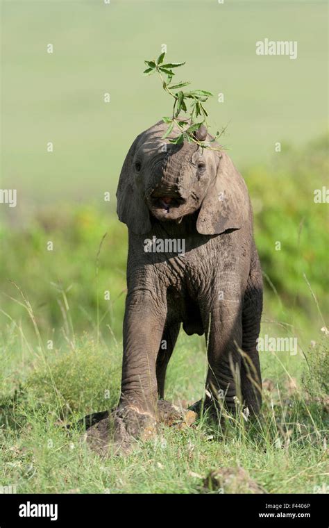 African Elephant Loxodonta Africana Baby Playing With A Branch Masai